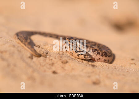 Javelin Sand boa (Eryx jaculus) im Sand. Diese Schlange ist in Osteuropa, im Kaukasus, im Nahen Osten und in Afrika. In Israel fotografiert. Stockfoto