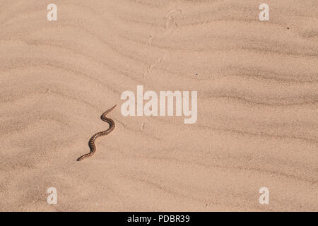 Javelin Sand boa (Eryx jaculus) im Sand. Diese Schlange ist in Osteuropa, im Kaukasus, im Nahen Osten und in Afrika. In Israel fotografiert. Stockfoto