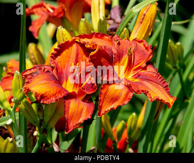 Ein Paar wunderschöne und dramatische große orangefarbene Tigerlilien an einem sonnigen Morgen. Stockfoto