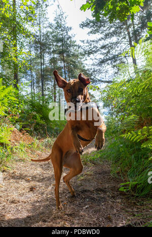 Rhodesian Ridgeback Hund auf den Hinterbeinen, während draußen spielen in einem Wald von Bäumen Stockfoto