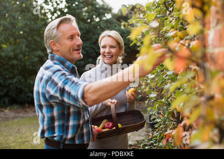 Reifes Paar ernten Äpfel im Garten Stockfoto