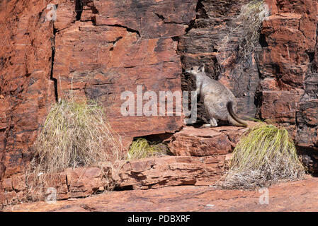 Australien, Westaustralien, Kimberley Küste, zwischen Wyndham und Kununurra, Ord River. Kurze-eared Rock Wallaby (Petrogale brachyotis). Stockfoto