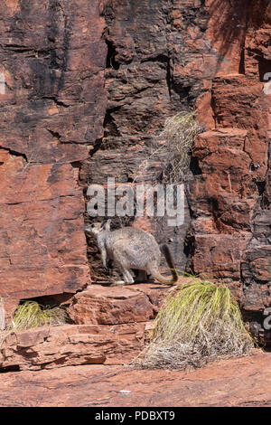 Australien, Westaustralien, Kimberley Küste, zwischen Wyndham und Kununurra, Ord River. Kurze-eared Rock Wallaby (Petrogale brachyotis). Stockfoto