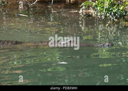 Australien, Westaustralien, Kimberley Küste, zwischen Wyndham und Kununurra, Ord River. Süßwasser Krokodil (Crocodylus johnsoni) Stockfoto