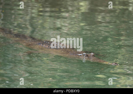 Australien, Westaustralien, Kimberley Küste, zwischen Wyndham und Kununurra, Ord River. Süßwasser Krokodil (Crocodylus johnsoni) Stockfoto