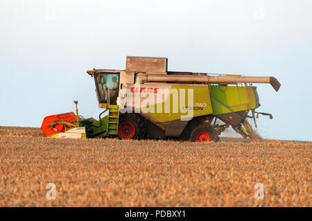 Weizen Ernte, Bawdsey, Suffolk, England. Stockfoto