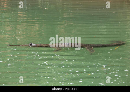 Australien, Westaustralien, Kimberley Küste, zwischen Wyndham und Kununurra, Ord River. Süßwasser Krokodil (Crocodylus johnsoni) Stockfoto