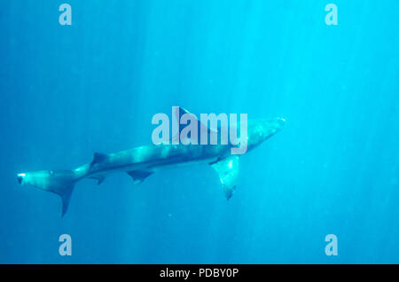 Ein Galapagos-Hai (Carcharhinus galapagensis), der im Pazifischen Ozean vor der Küste der Galapagos-Inseln schwimmt. Stockfoto