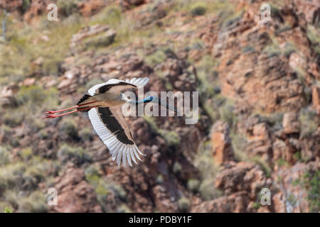 Australien, Westaustralien, Kimberley Küste, zwischen Wyndham und Kununurra, Ord River. Black-necked Stork (Ephippiorhynchus asiaticus) Stockfoto