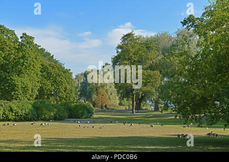 Herde der Nonnengänse (Branta leucopsis) in Hakasalmi Park. Helsinki, Finnland Stockfoto