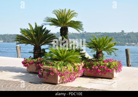 Baum Palmen und Blumen am Gardasee in Solo, Italien Stockfoto