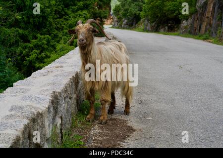 Beige Bergziege auf einer Straße von Korsika Stockfoto