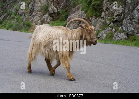 Bergziege auf einer Straße von Korsika Stockfoto