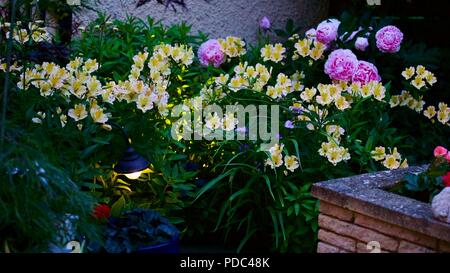 Schöne gemischte Darstellung von Alstroemeria auch Peruanische Lily und rosa Pfingstrosen mit so einem Garten Beleuchtung bekannt Stockfoto