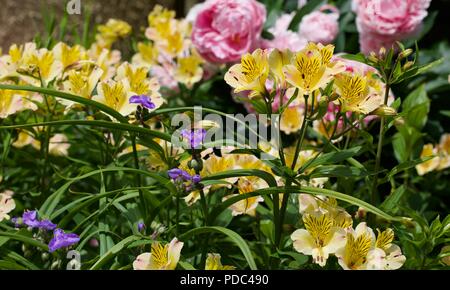 Alstroemeria 'Yellow Freundschaft' auch als Peruanischen Lilie mit rosa Pfingstrosen im Hintergrund bekannt Stockfoto