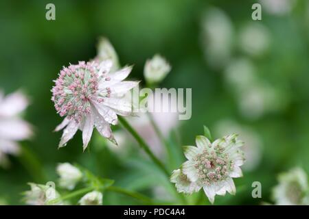 Astilbe größer masterwort Stockfoto