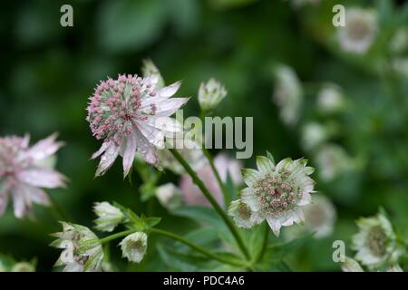 Astilbe größer masterwort Stockfoto