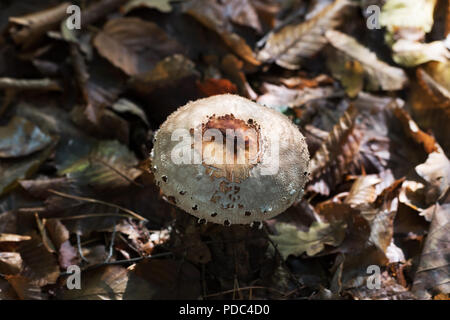 Junge Sonnenschirm Pilz (Macrolepiota procera oder Lepiota Procera) wächst im Herbst Wald mit trockenen Blättern. Blick von oben. Stockfoto