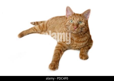 Nahaufnahme einer Ingwer Katze liegend und Suchen neugierig auf die Kamera - auf einem weißen Hintergrund. Stockfoto