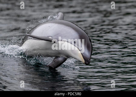 Weißstreifendelfin (Lagenorhynchus obliquidens) im Broughton Archipel, erste Nationen Gebiet, British Columbia, Kanada springen. Stockfoto