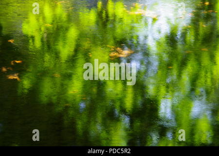 Rosskastanie (Aesculus hippocastanum) über das ruhige Wasser des Flusses Sid. Die byers Riverside Park. East Devon, Großbritannien. August, 2018. Stockfoto