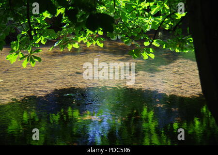 Rosskastanie (Aesculus hippocastanum) über das ruhige Wasser des Flusses Sid. Die byers Riverside Park. East Devon, Großbritannien. August, 2018. Stockfoto