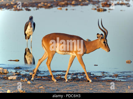 Männliche schwarze-faced Impala (Aepyceros melampus petersi) von einem Wasserloch, Etosha National Park, Namibia, mit einem Marabu im Hintergrund. Stockfoto