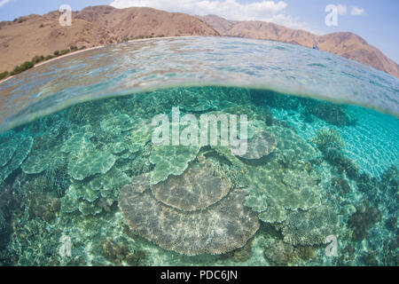 Eine schöne noch zerbrechlich Coral Reef wächst in den Untiefen der Komodo National Park, Indonesia. Die Gegend ist für ihre Drachen und Korallenriffe bekannt. Stockfoto