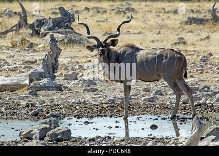 Männliche größere Kudu (Tragelaphus strepsiceros) an einem Wasserloch, Etosha National Park, Namibia. Stockfoto