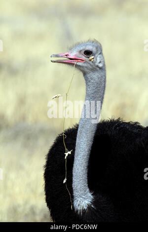 Porträt einer männlichen gemeinsame Strauß (Struthio camelus australis) mit einem Stück Gras hängen von ihren Schnabel. Stockfoto