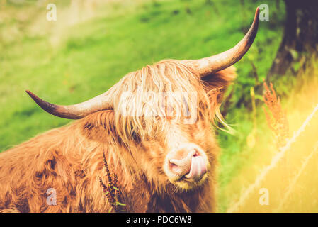 Haarige Highland Kuh, schottische Symbol, Schottland Großbritannien Stockfoto