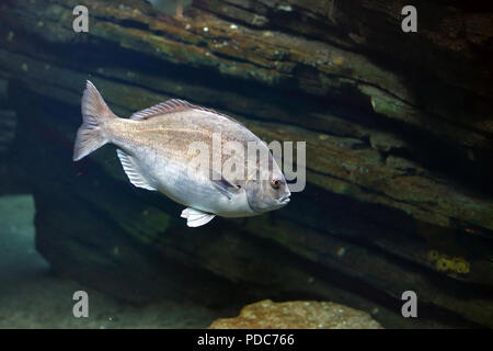 Schwimmen Fische mit interessanten uw-Licht. Aquarium Foto. Stockfoto