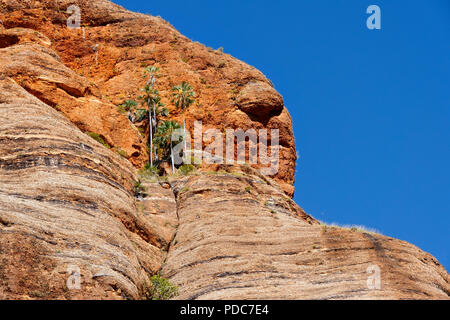 Palmen wachsen in Sandsteinfelsen, Purnululu National Park, Kimberley, Nordwesten Australien Stockfoto