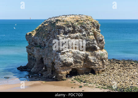 Marsden Rock, Marsden Bay, Küstenstraße, Marsden, South Shields, Tyne und Wear, England, Vereinigtes Königreich Stockfoto