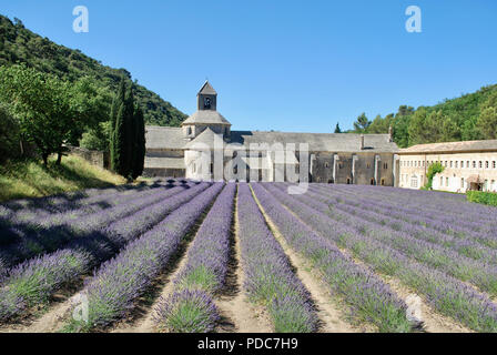 Lavendelfelder in der Senanque Abtei Stockfoto