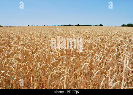 Landschaft in der Provence, Frankreich Stockfoto