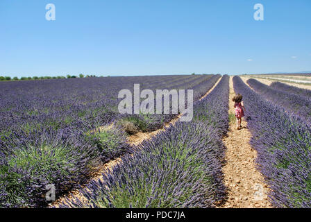 Kleines Mädchen läuft durch die lavendelfelder in der Provence, Frankreich Stockfoto