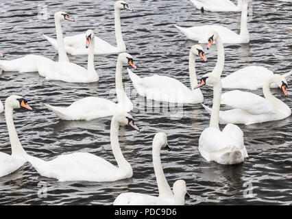 Mure Schwäne auf dem Fluss abzweigt. Stockton on Tees, North East England.de Stockfoto