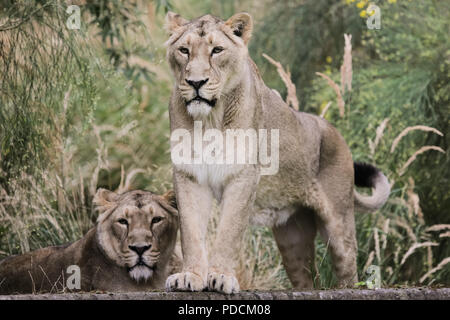 London, Großbritannien. 9. August 2018. ZSL London Zoo asiatische Löwinnen feiern Welt Lion Tag. Quelle: Chris Aubrey/Alamy leben Nachrichten Stockfoto