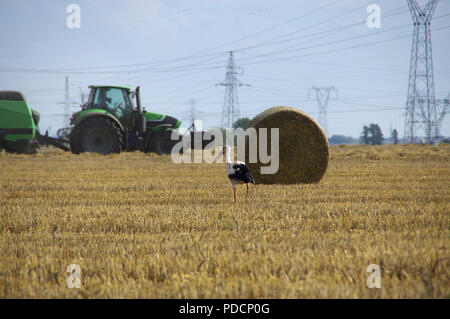 Störche sind zu Fuß auf den gemähten Feld während der Ernte. Wilde Vögel mit Traktor im Hintergrund. Die europäische Landwirtschaft ländliche Szene. Stockfoto
