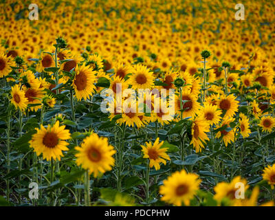 Leuchtend gelbe Sonnenblumen im Abendlicht an Wigginton, Nr Tring, Hertfordshire Stockfoto