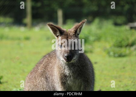 Wallaby wallaby Freuen, diese in einem Arboretum in North Yorkshire. Stockfoto