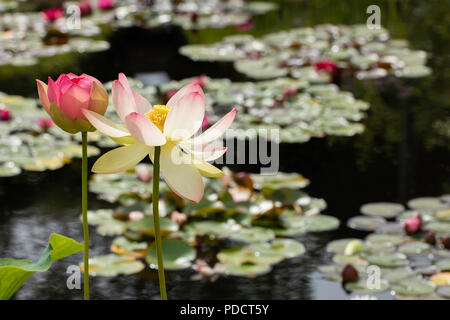 Sakrale Lotusblüten mit langen, dünnen Stielen und zarten Farben von Rosa und Weiß. Stockfoto