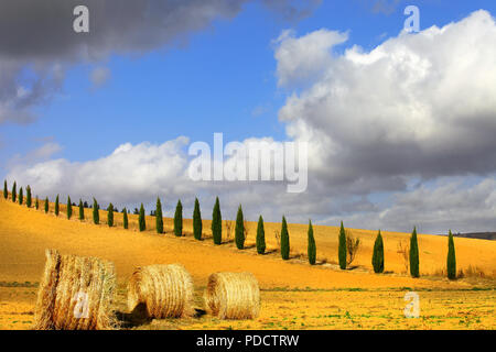 Beeindruckende Herbst Landschaft, mit Zypressen und Brötchen, Pienza, Toskana, Italien. Stockfoto