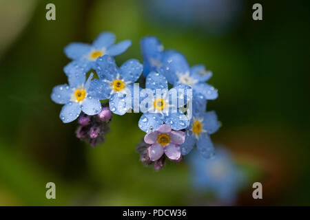 Alpine Forget-Me-Not Stockfoto