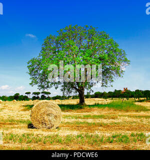 Beeindruckende Herbst Landschaft, in der Nähe von Pienza, Toskana, Italien. Stockfoto