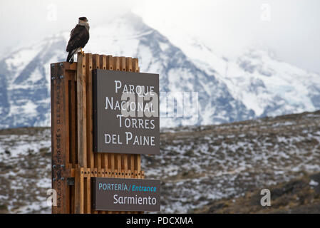 Crested Karakara sitzen auf dem Eingangsschild zum Eingang der Torres del Paine Nationalpark, mit den Flanken des Berges Almirante Nieto hinter sich. Stockfoto