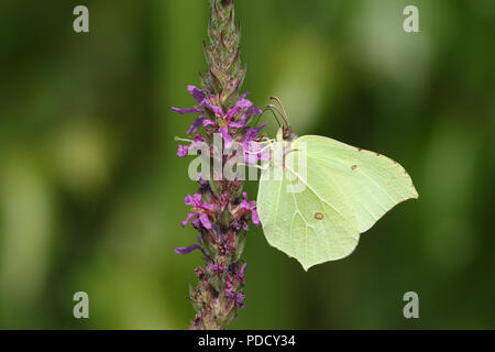 Eine atemberaubende Zitronenfalter (Gonepteryx rhamni) nectaring auf blutweiderich (Lythrum salicaria). Stockfoto