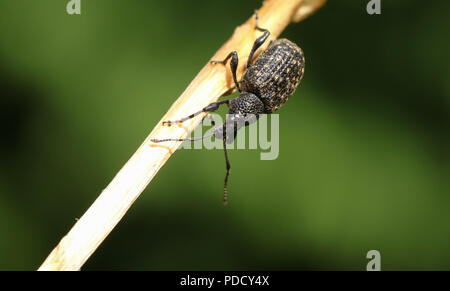 Eine hübsche Otiorrhynchus (Otiorhynchus sulcatus) hocken auf einer Anlage Stammzellen in Großbritannien. Stockfoto