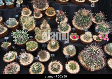 Anzeige von Kakteen im RHS Tatton Park flower show Cheshire England Großbritannien Stockfoto